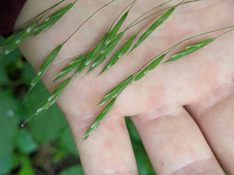 Hairy Woodland Brome photo 5