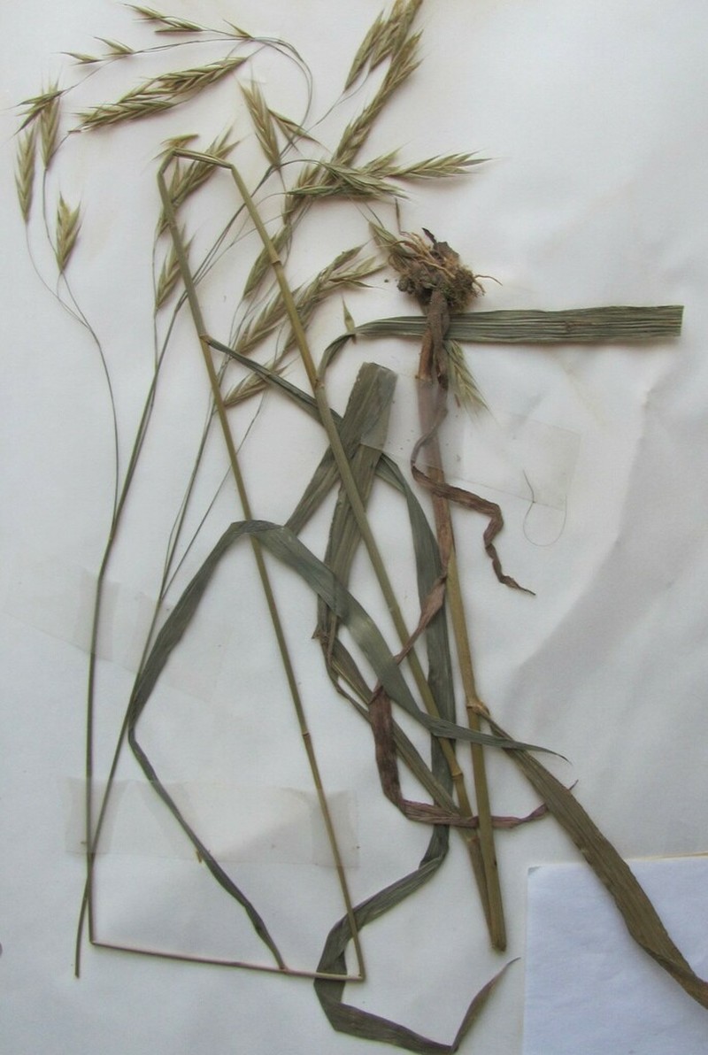 Hairy Woodland Brome photo 6
