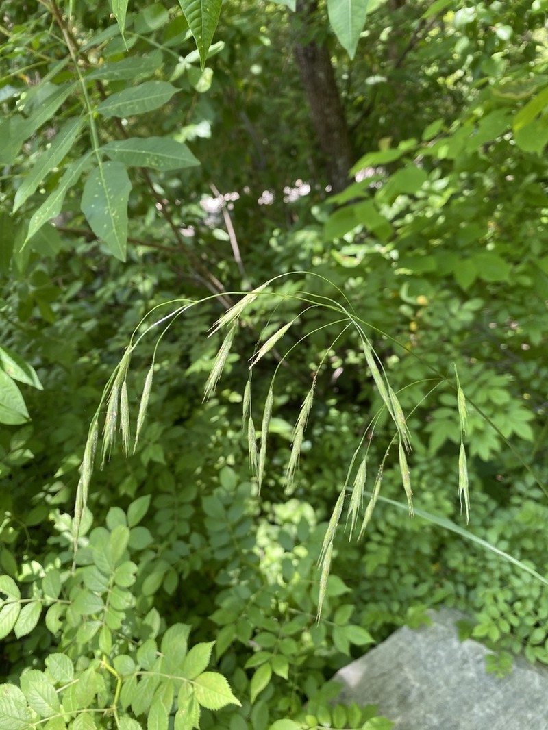 Hairy Woodland Brome photo 7