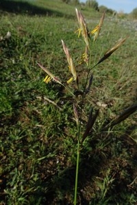 Bromus pumpellianus