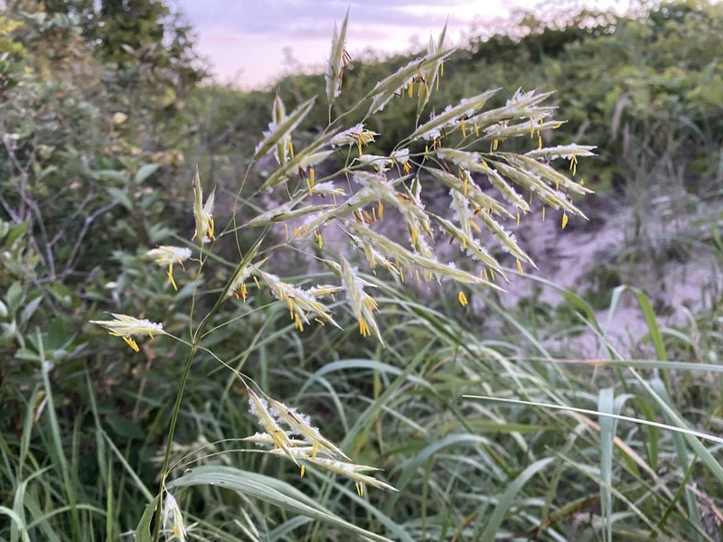 Bromus pumpellianus photo 2