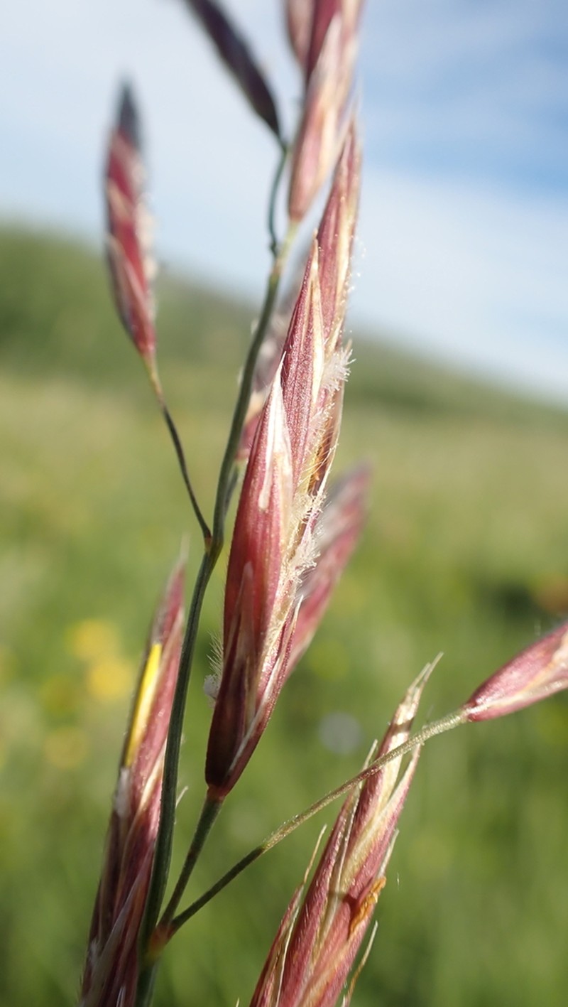 Bromus pumpellianus photo 3
