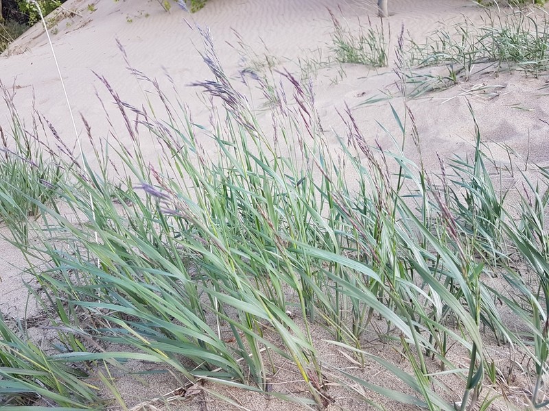 Bromus pumpellianus photo 4