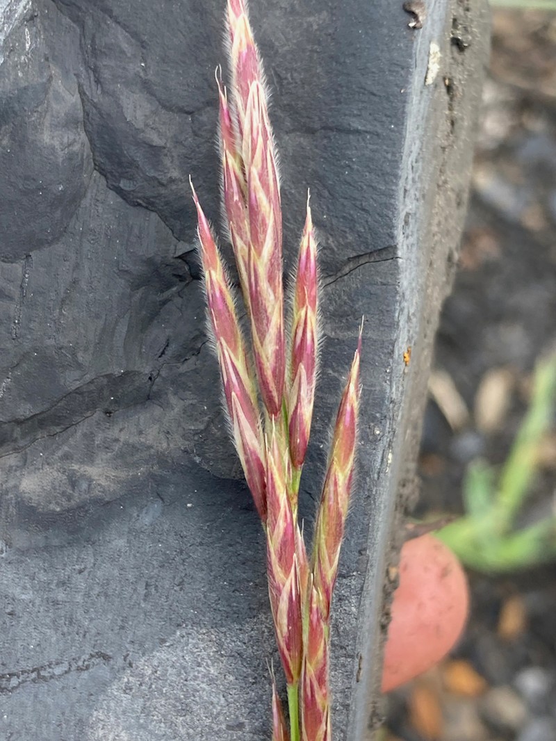 Bromus pumpellianus photo 5
