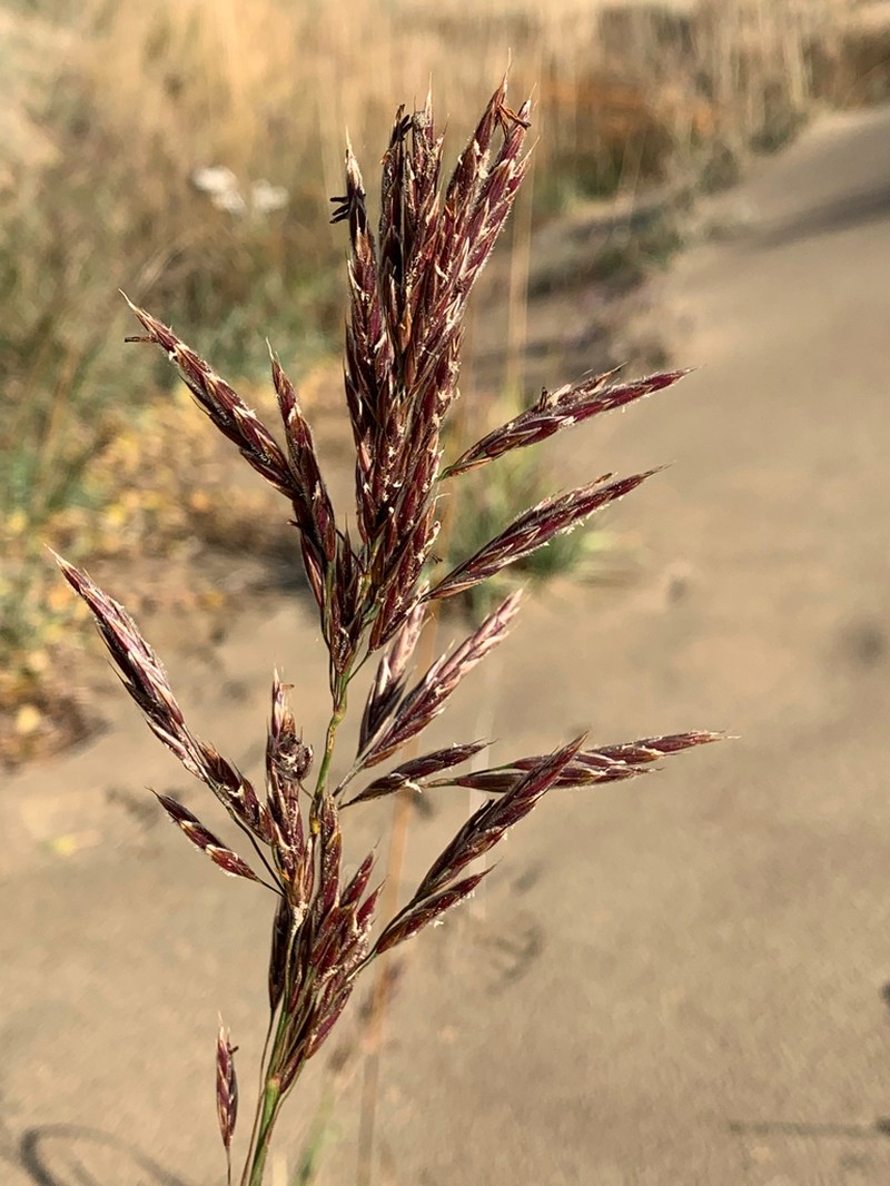 Bromus pumpellianus photo 6