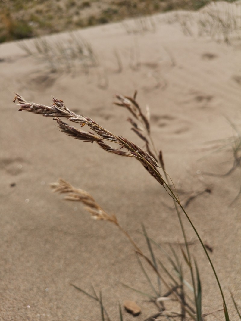 Bromus pumpellianus photo 8