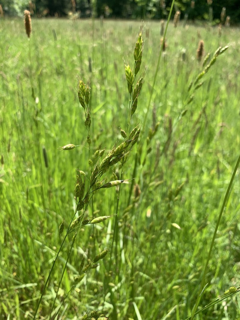 Bald Brome photo 2