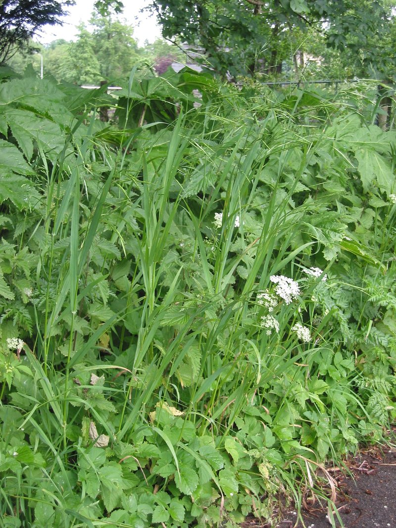 Bald Brome photo 3