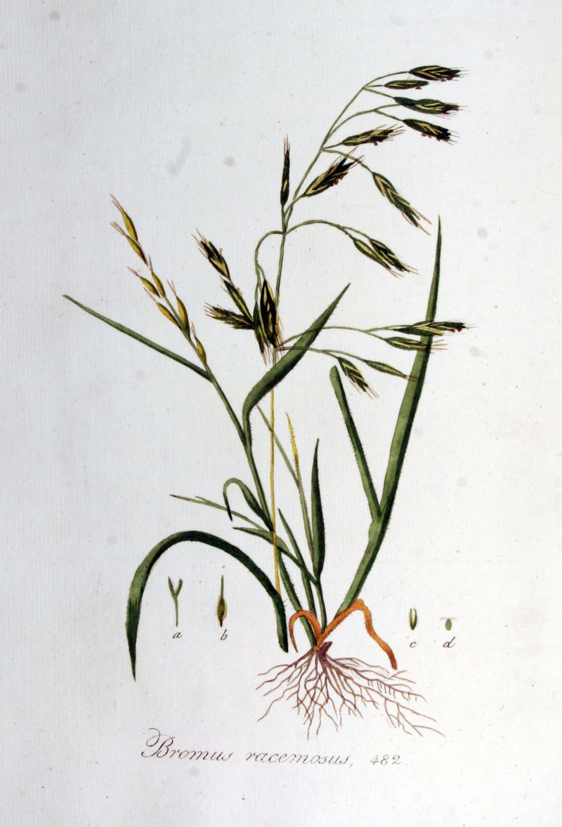 Bald Brome photo 4