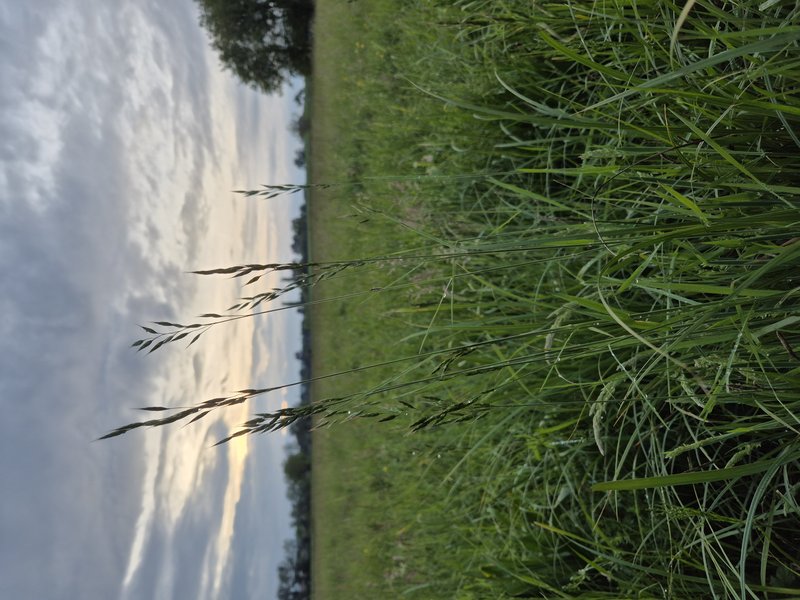 Bald Brome photo 5