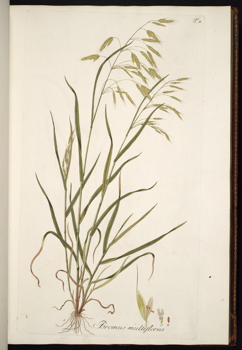 Bald Brome photo 7
