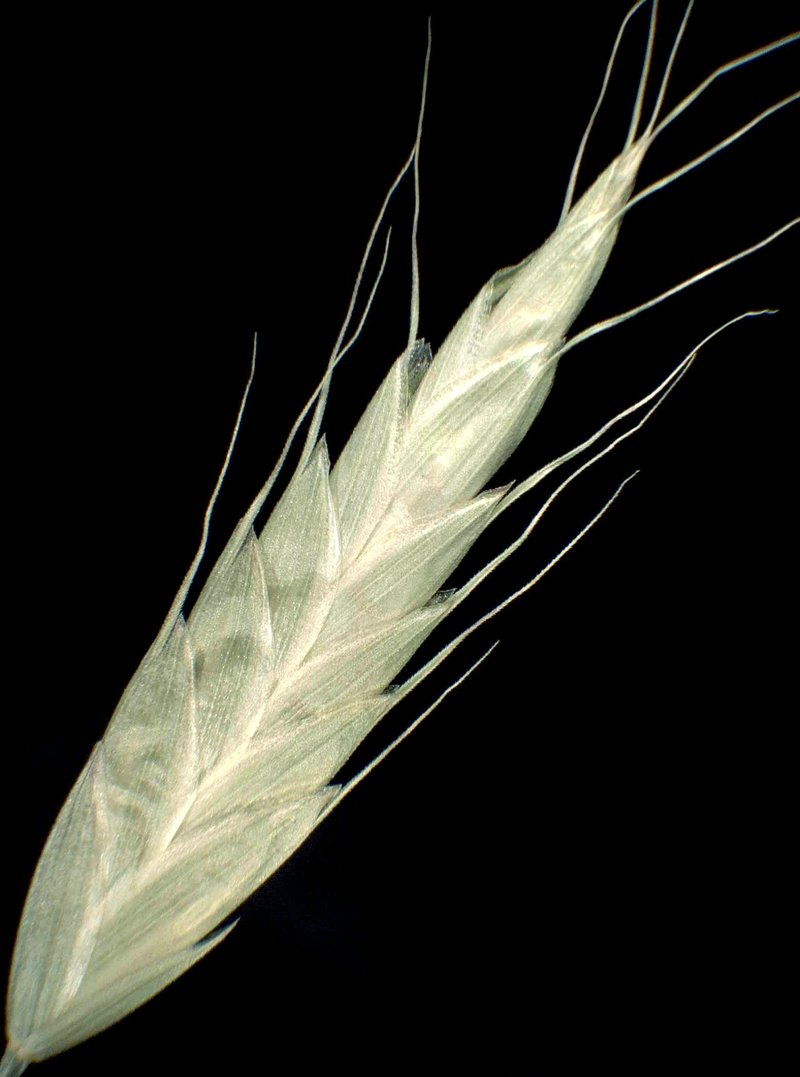 Bald Brome photo 8