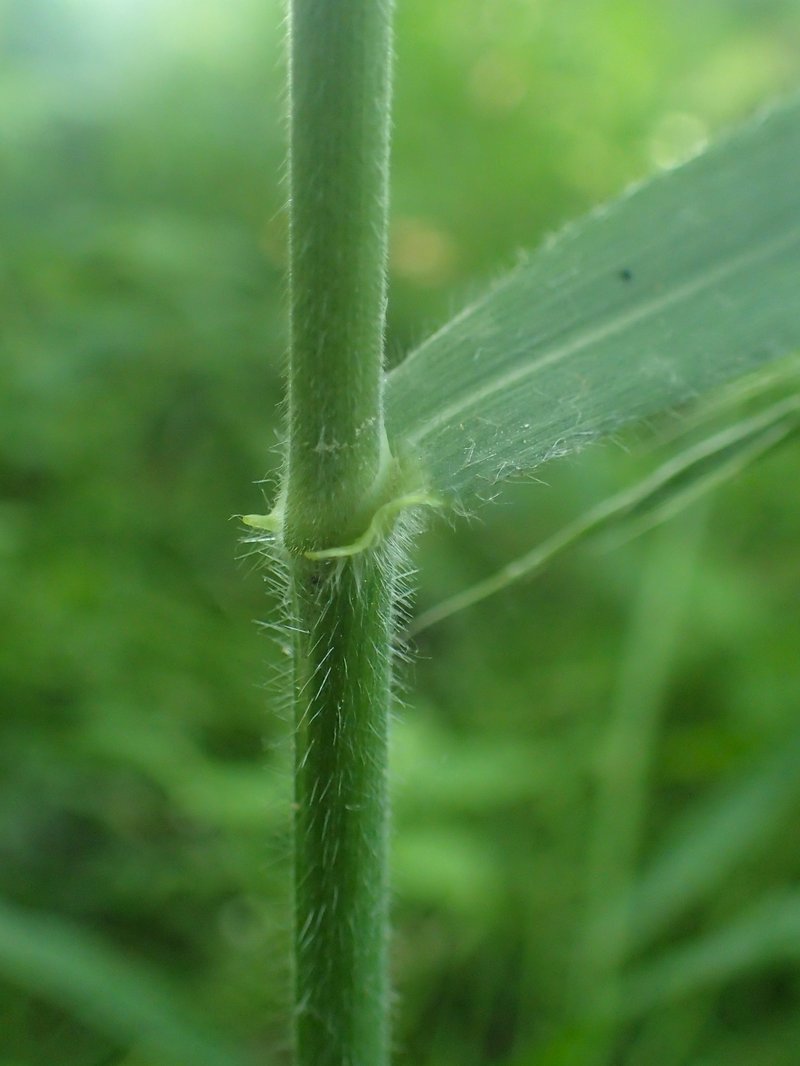 Hairy Brome photo 2