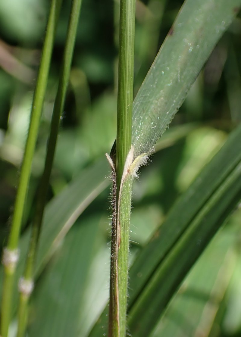 Hairy Brome photo 3