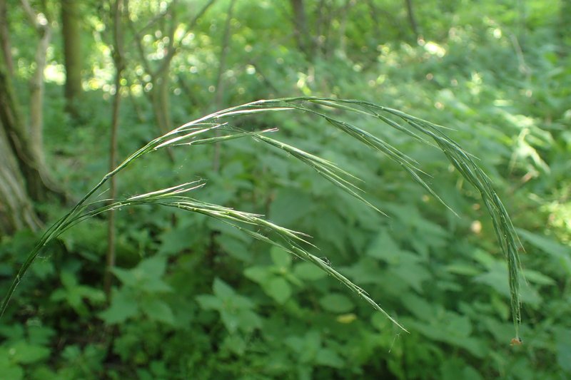 Hairy Brome photo 4