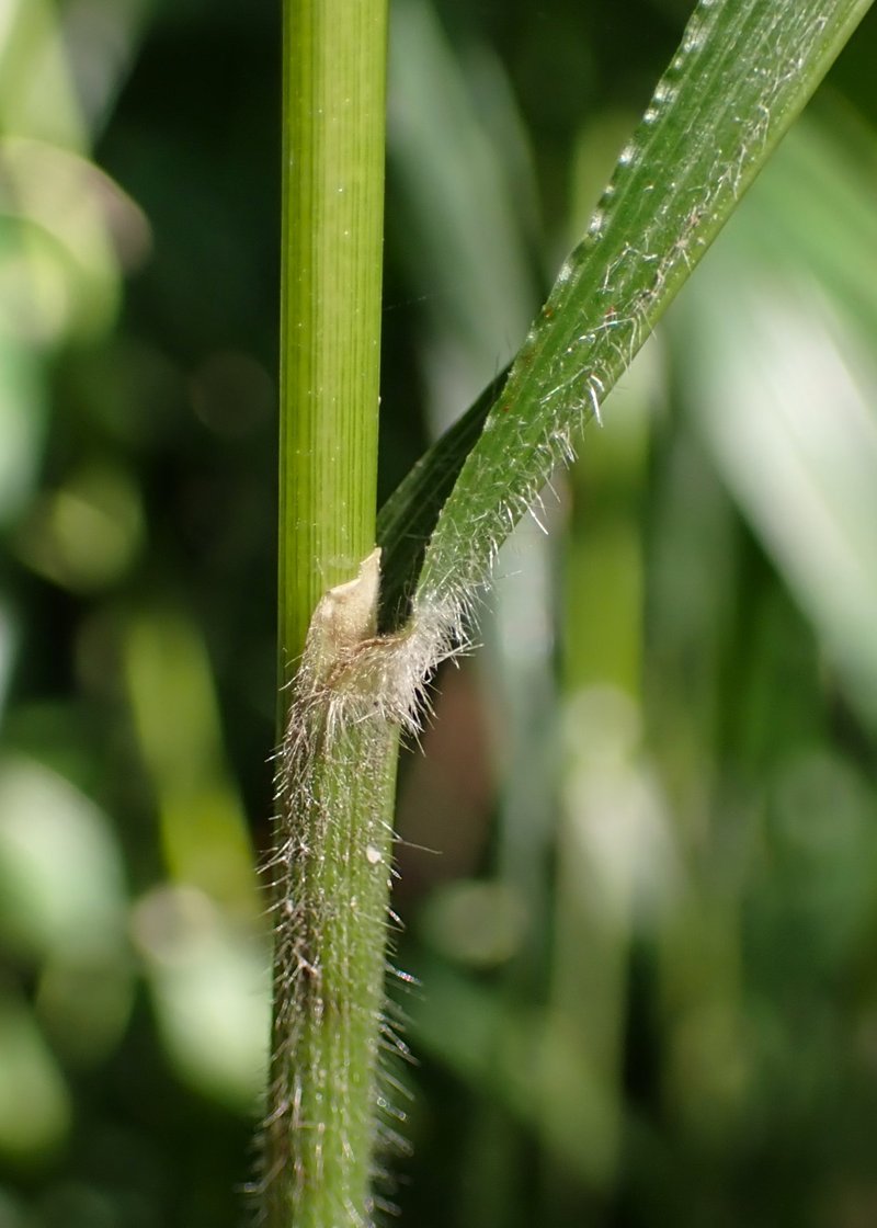 Hairy Brome photo 5
