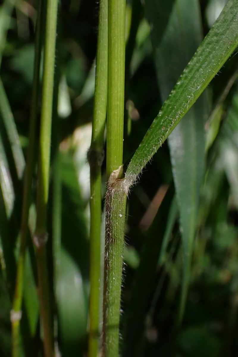 Hairy Brome photo 6