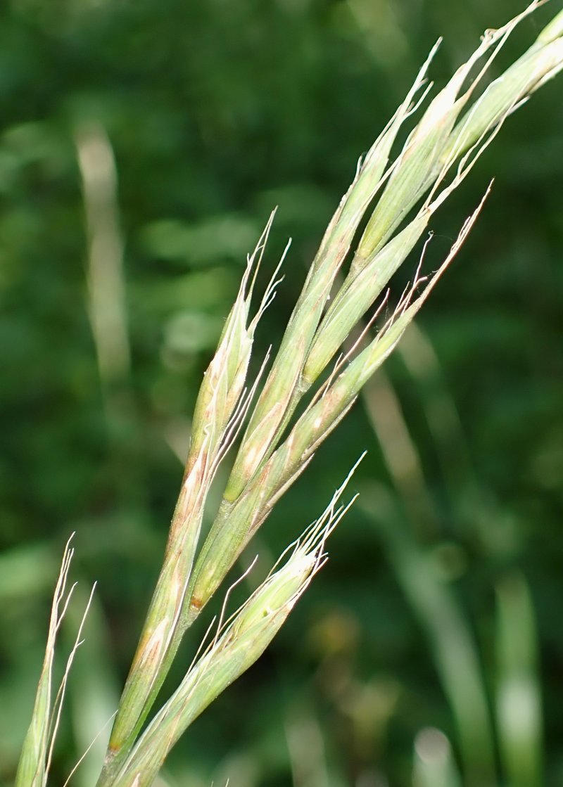 Hairy Brome photo 7