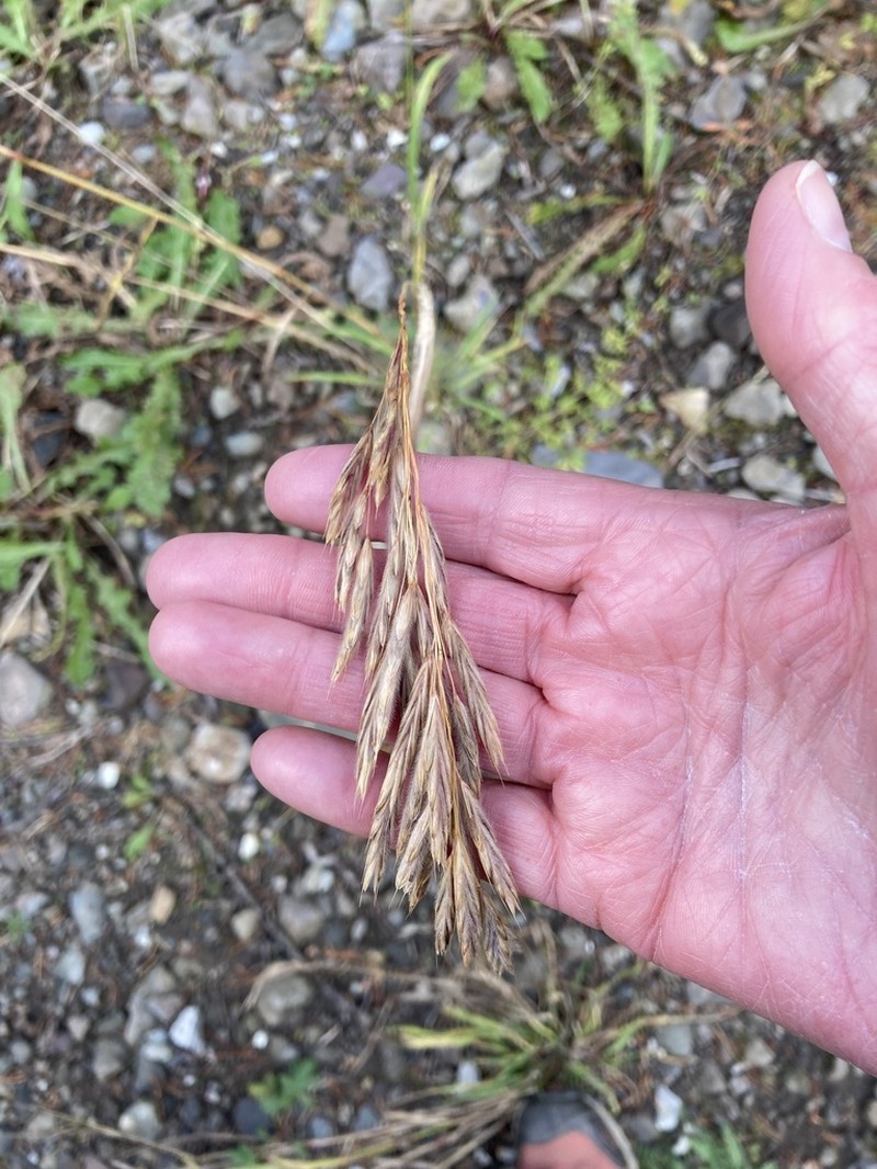 Sharpglume Brome