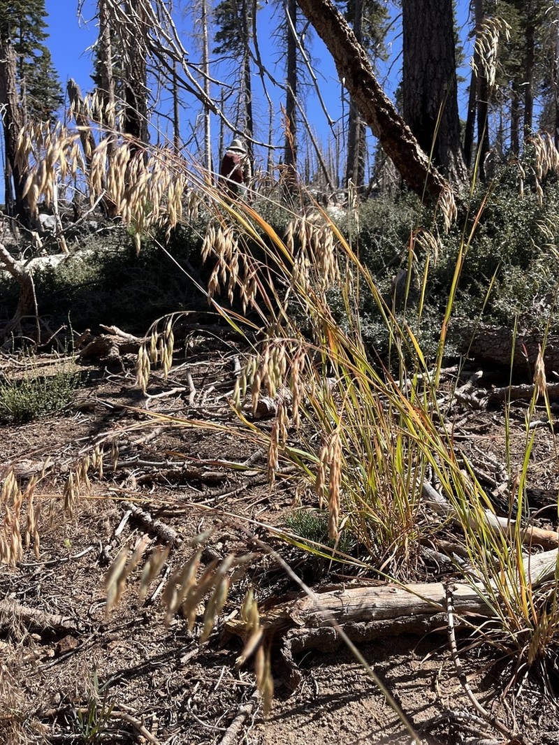 Sharpglume Brome photo 2