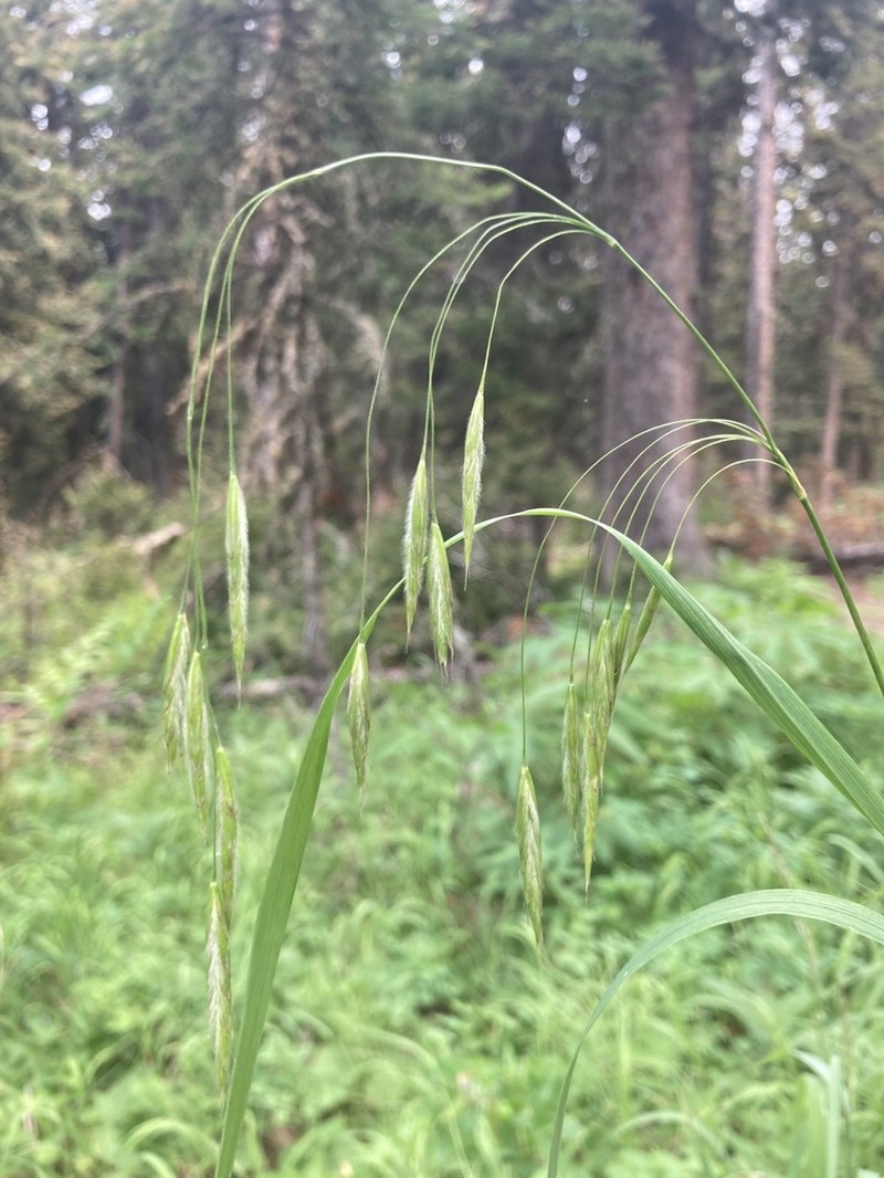 Sharpglume Brome photo 3