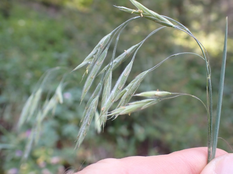 Sharpglume Brome photo 5
