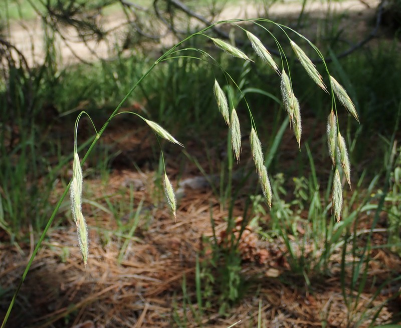 Sharpglume Brome photo 6