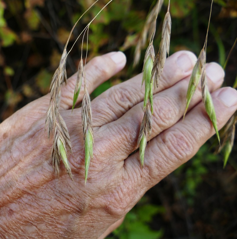Sharpglume Brome photo 7