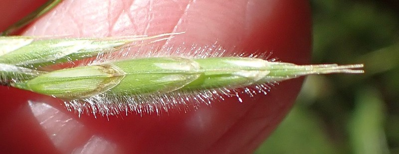 Sharpglume Brome photo 8
