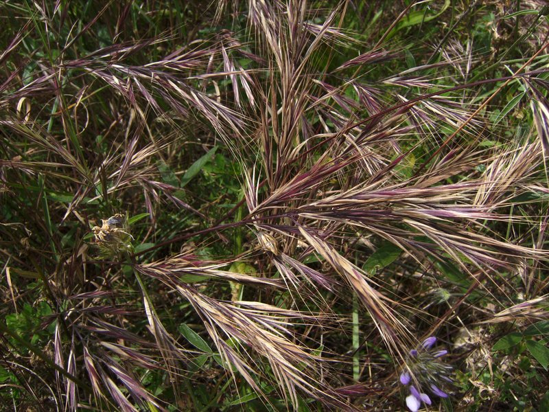 Red Brome photo 2