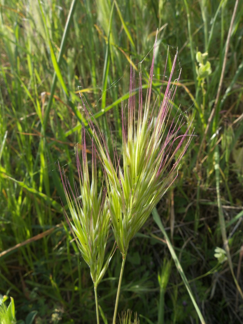 Red Brome photo 3