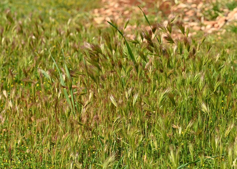 Red Brome photo 4