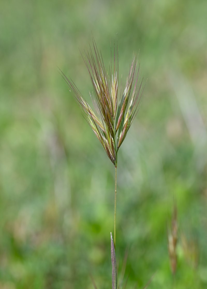 Red Brome photo 5