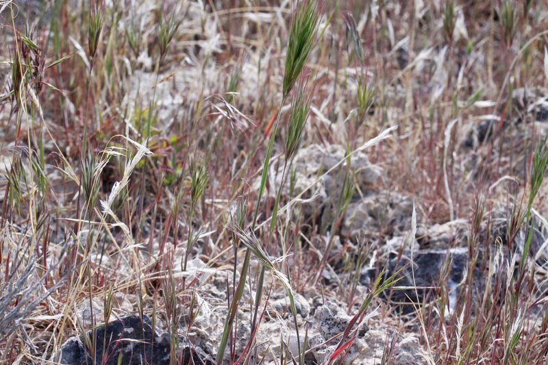 Red Brome photo 6