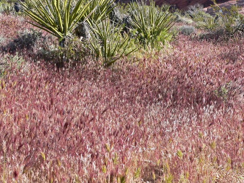 Red Brome photo 7