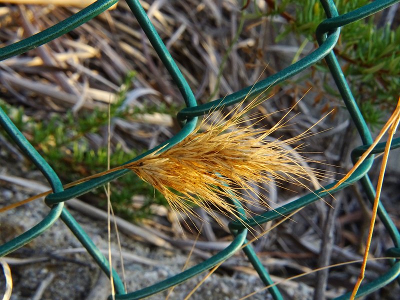Red Brome photo 8