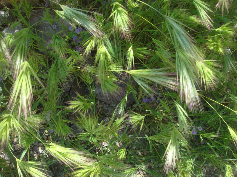 Red Brome
