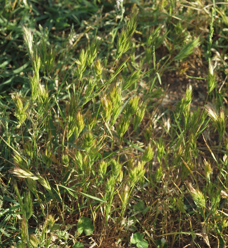 Broom Brome photo 2