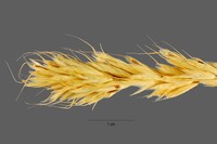 Broom Brome