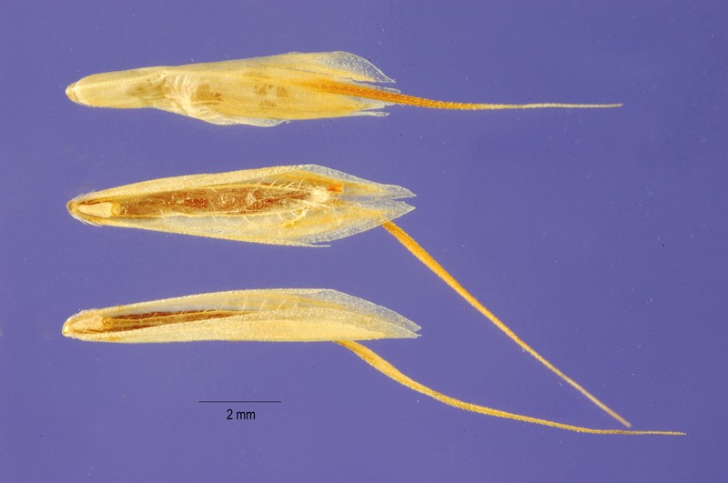Broom Brome photo 3