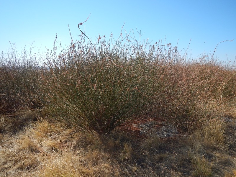 Broom Brome photo 5