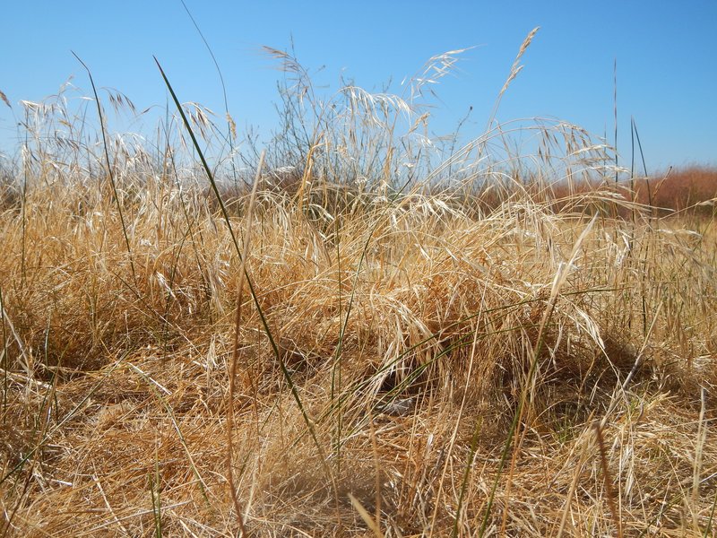 Broom Brome photo 6