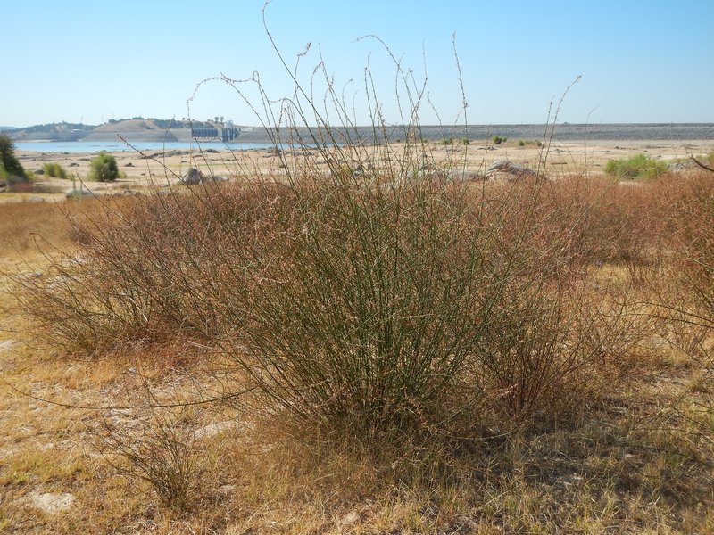 Broom Brome photo 7