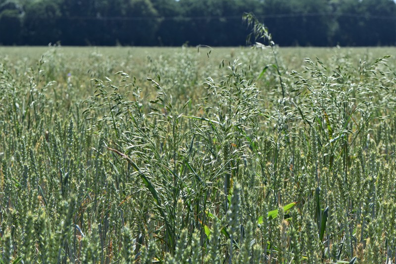 Rye Brome photo 2