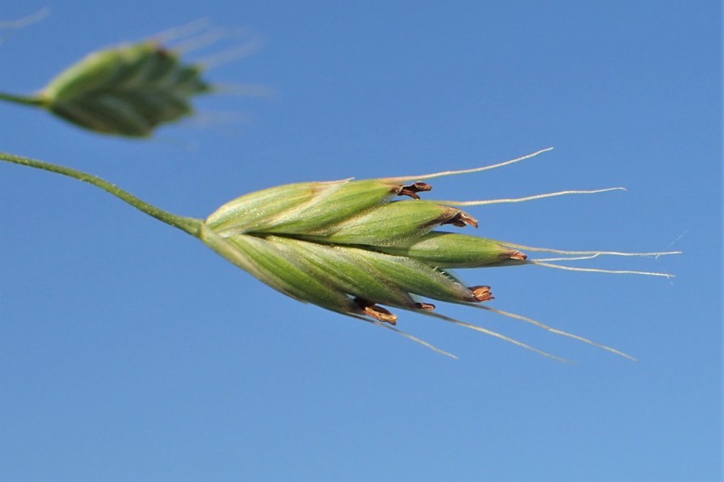 Rye Brome photo 3