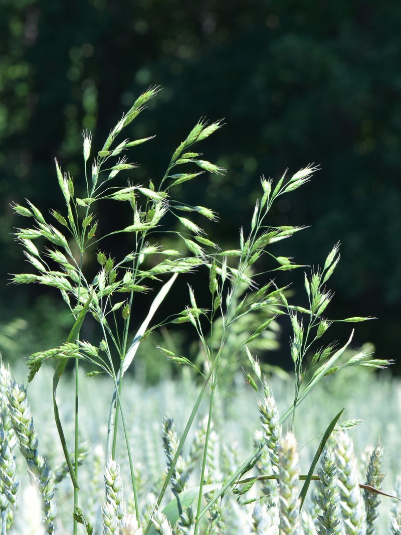 Rye Brome photo 4
