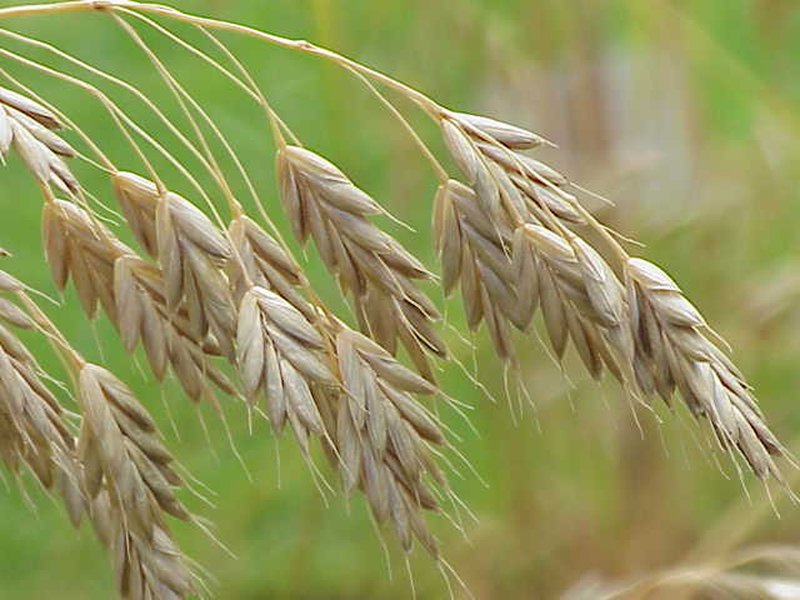 Rye Brome