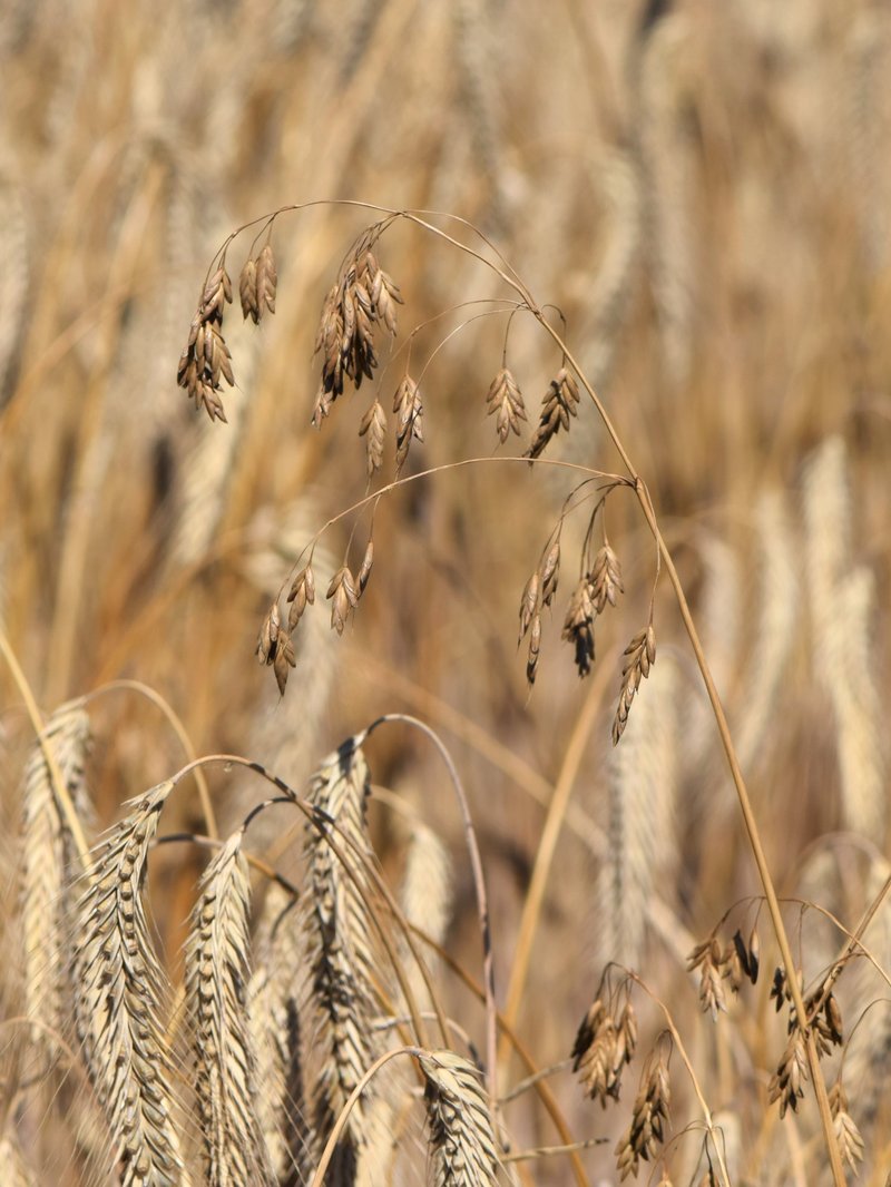 Rye Brome photo 5