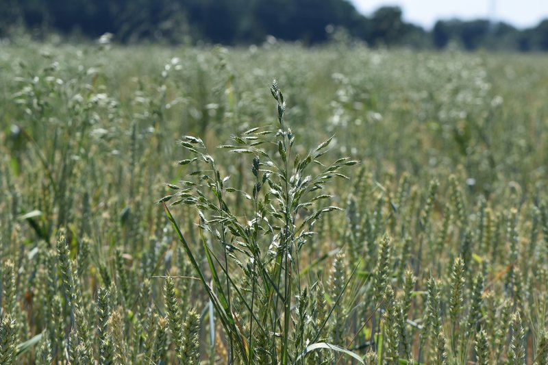 Rye Brome photo 6