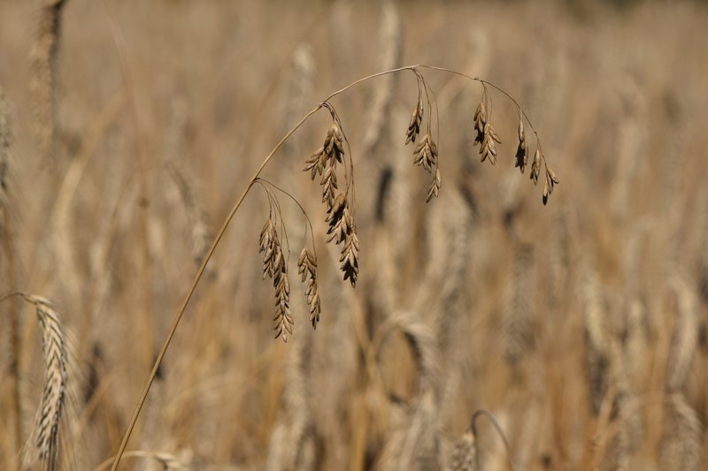 Rye Brome photo 7